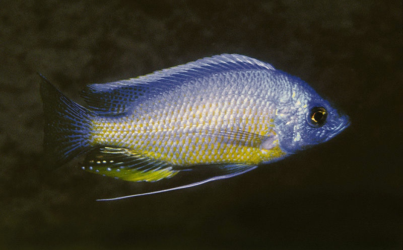 Copadichromis borleyi 'Mumbo Island'